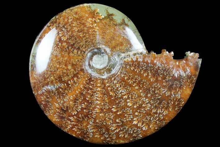 Polished, Agatized Ammonite (Cleoniceras) - Madagascar #94265